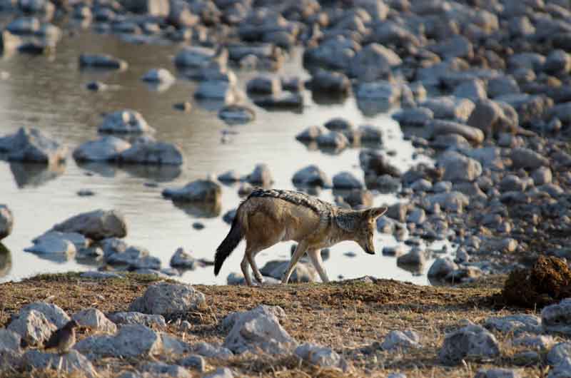 Chacal - parque nacional de Etosha - Namibia 6.jpg